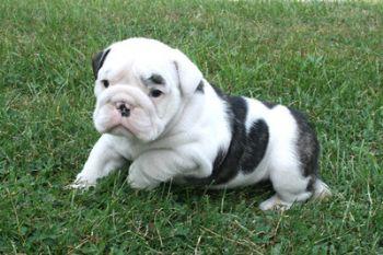 Puppies in PA